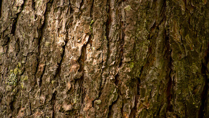 Naklejka premium bark of a tree
