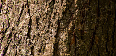 bark of a tree