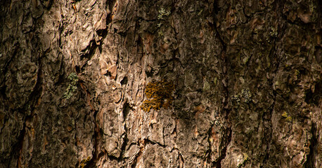 bark of a tree