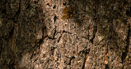 bark of a tree