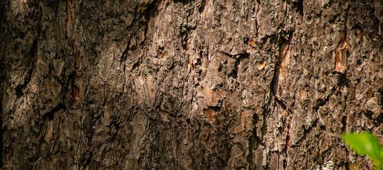 bark of a tree