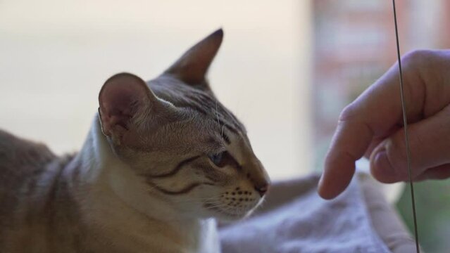 owner scratches the head of a Bengali-oriental domestic cat 