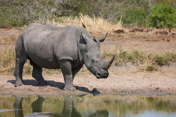 Obraz premium Breitmaulnashorn und Rotschnabel-Madenhacker / Square-lipped rhinoceros and Red-billed oxpecker / Ceratotherium simum et Buphagus erythrorhynchus
