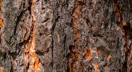 bark of a tree