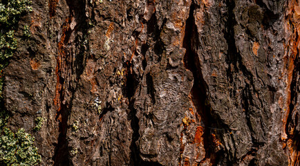 bark of a tree