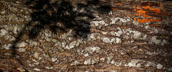bark of a tree