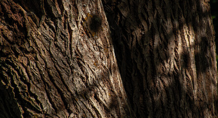 bark of a tree