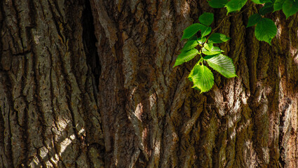 bark of a tree