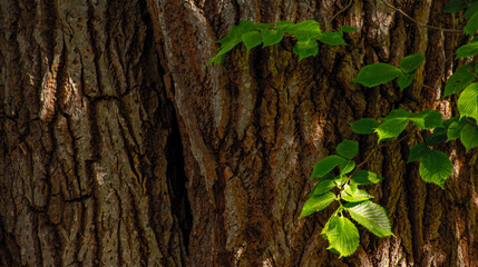 bark of a tree