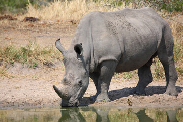 Breitmaulnashorn und Rotschnabel-Madenhacker / Square-lipped rhinoceros and Red-billed oxpecker /...