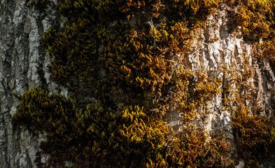 bark of a tree