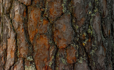 bark of a tree