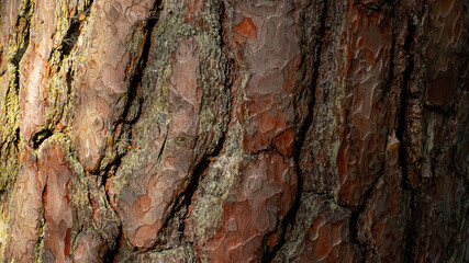 bark of a tree