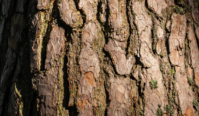bark of a tree