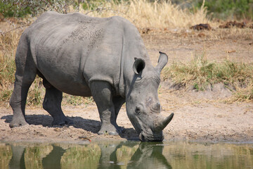Obraz premium Breitmaulnashorn und Rotschnabel-Madenhacker / Square-lipped rhinoceros and Red-billed oxpecker / Ceratotherium simum et Buphagus erythrorhynchus