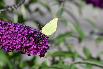 Schmetterling
