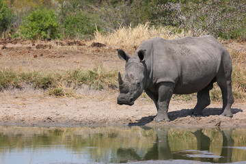 Breitmaulnashorn und Rotschnabel-Madenhacker / Square-lipped rhinoceros and Red-billed oxpecker /...