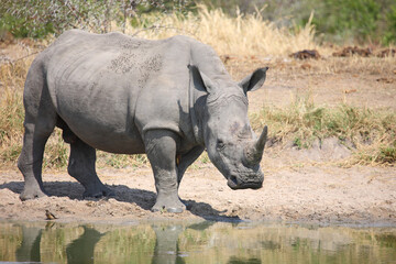 Obraz premium Breitmaulnashorn und Rotschnabel-Madenhacker / Square-lipped rhinoceros and Red-billed oxpecker / Ceratotherium simum et Buphagus erythrorhynchus.