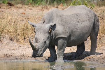 Breitmaulnashorn und Rotschnabel-Madenhacker / Square-lipped rhinoceros and Red-billed oxpecker /...