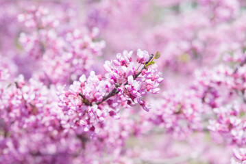 
spring flowering tree, pink flower, flowers without leaves, background, selective focus, shallow depth of field