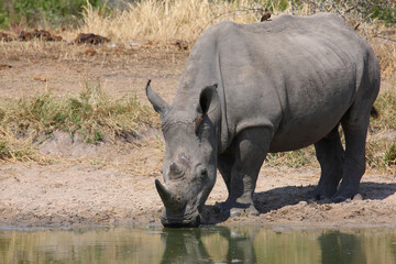 Breitmaulnashorn und Rotschnabel-Madenhacker / Square-lipped rhinoceros and Red-billed oxpecker /...