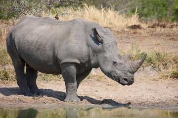 Obraz premium Breitmaulnashorn und Rotschnabel-Madenhacker / Square-lipped rhinoceros and Red-billed oxpecker / Ceratotherium simum et Buphagus erythrorhynchus