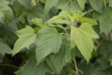 Green leaves of garden currant.