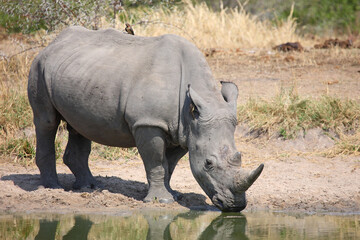 Breitmaulnashorn und Rotschnabel-Madenhacker / Square-lipped rhinoceros and Red-billed oxpecker /...