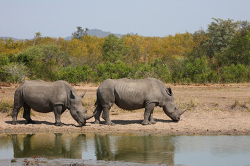 Fototapeta premium Breitmaulnashorn / Square-lipped rhinoceros / Ceratotherium simum