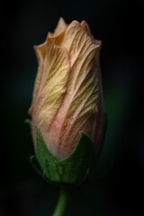 Close-up of the pastel colored bud of a hibiscus plant just beginning to bloom against a dark...