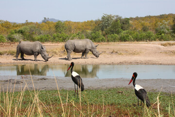 Breitmaulnashorn und Sattelstorch / Square-lipped rhinoceros and Saddle-billed stork /...