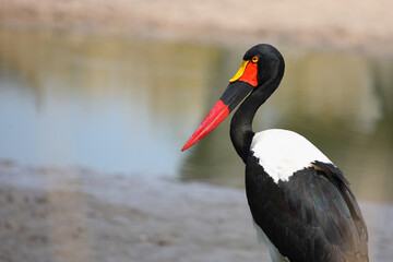 Sattelstorch / Saddle-billed stork / Ephippiorhynchus senegalensis