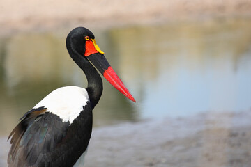 Sattelstorch / Saddle-billed stork / Ephippiorhynchus senegalensis