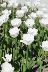 
White tulips bloom under sunshine in the garden.