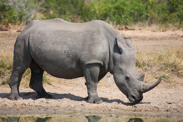 Breitmaulnashorn und Rotschnabel-Madenhacker / Square-lipped rhinoceros and Red-billed oxpecker /...