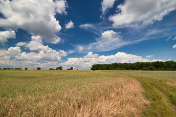 A dusty path between grain fields in spring under white clouds.	
