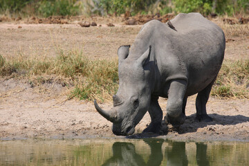 Breitmaulnashorn und Rotschnabel-Madenhacker / Square-lipped rhinoceros and Red-billed oxpecker /...