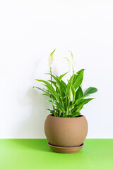 Green potted spathiphyllum flower on white and green background with copy space for your design. Home gardening concept.