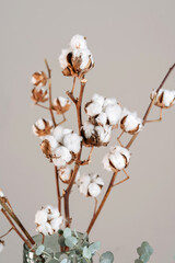 Cotton branches in a vase. Macro shooting, room decoration.