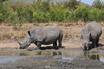 Fototapeta premium Breitmaulnashorn / Square-lipped rhinoceros / Ceratotherium simum