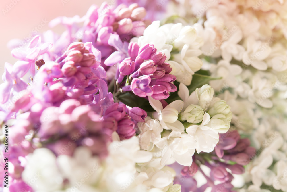 Poster Macro image of spring soft violet lilac flowers, natural seasonal floral background.	