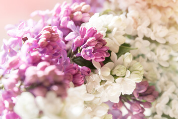 Macro image of spring soft violet lilac flowers, natural seasonal floral background.	