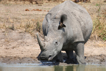 Breitmaulnashorn und Rotschnabel-Madenhacker / Square-lipped rhinoceros and Red-billed oxpecker /...