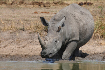 Obraz premium Breitmaulnashorn und Rotschnabel-Madenhacker / Square-lipped rhinoceros and Red-billed oxpecker / Ceratotherium simum et Buphagus erythrorhynchus