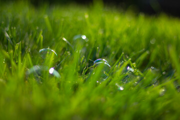 closeup grass and popping bubbles