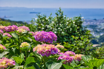 山頂に咲くきれいな紫陽花