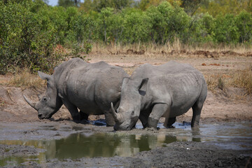 Fototapeta premium Breitmaulnashorn / Square-lipped rhinoceros / Ceratotherium simum