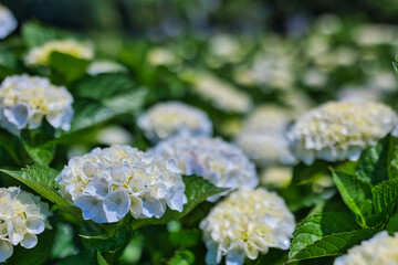 晴れた日のきれいな白色の紫陽花
