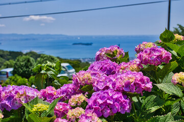 山頂に咲くきれいな紫陽花と海辺の街並み
