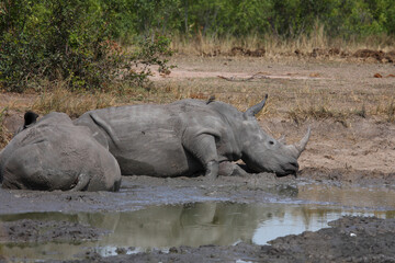 Fototapeta premium Breitmaulnashorn und Rotschnabel-Madenhacker / Square-lipped rhinoceros and Red-billed oxpecker / Ceratotherium simum et Buphagus erythrorhynchus